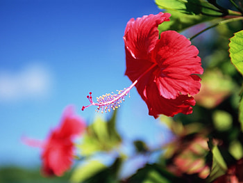 Plants, Flowers HD wallpaper