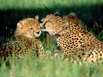 Animals, Leopards HD wallpaper