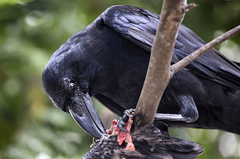 Hinterland Whos Who, Common raven, Bird, Nature HD wallpaper