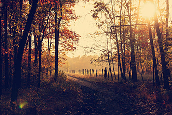 Evening Forest Path Sunbeams, nature, sunbeam HD wallpaper