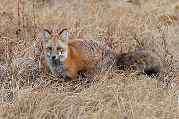 Animals, Grass, Fox, Brown, Wildlife, Animal HD wallpaper