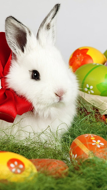 Easter bunny and eggs in a basket, rabbit, basket, egg, bunny, holiday, Easter HD phone wallpaper