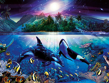 Graceful Killer Whales, two, orca, whales, ocean HD wallpaper