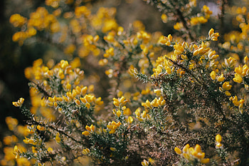 Flowers, Bush, Plant, Branch HD wallpaper