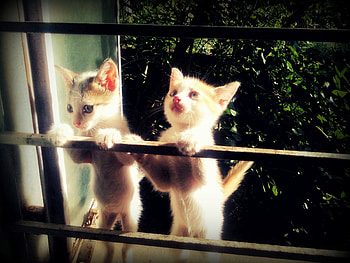 cute kitty, kitties, kitty, cats, cute, cat HD wallpaper