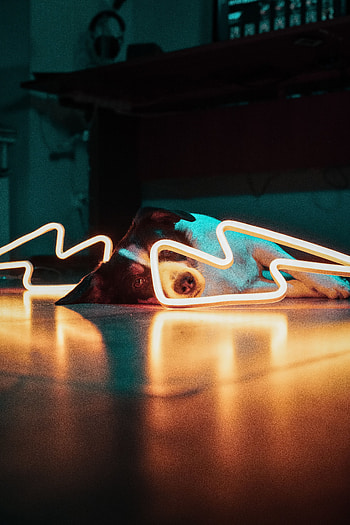 Animals, Shine, Light, Dog, Pet, Neon HD phone wallpaper