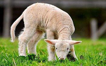 Animals, Grass, Sheep HD wallpaper
