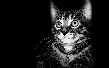 Animals, Kitty, Kitten, Shadow, Bw, Chb, Kid, Tot HD wallpaper