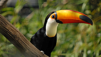 Parrot-like bird, Tropical nature, Beautiful , Nature's masterpiece HD wallpaper