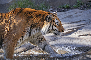 Animals, Predator, Big Cat, Tiger, Profile HD wallpaper