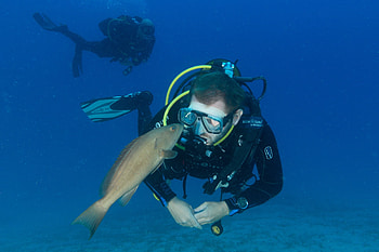 Fish, Scuba Diving HD wallpaper