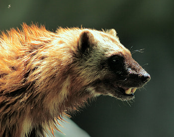 Wolverine animal, mobile tablet, X men , wolverine HD wallpaper
