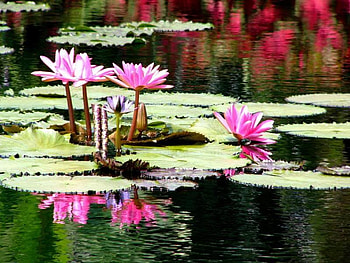 water lily, pink, nature, flowers, pond HD wallpaper