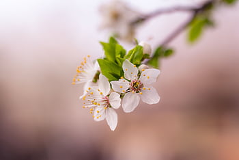 Close-up of white cherry blossoms on a branch with soft pink background, symbolizing spring. HD wallpaper