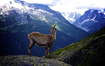 Goat, Graceful presence, Serene demeanor, Fantastic creature HD wallpaper