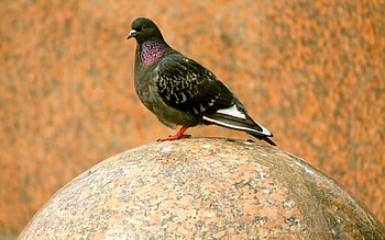 Animals, Bird, Ball, Dove, Marble HD wallpaper