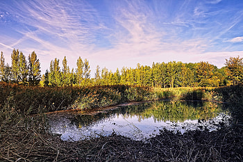 Nature, Trees, Sky, Pond HD wallpaper