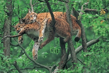I Love You So, cats, lynx, sleep, tree HD wallpaper