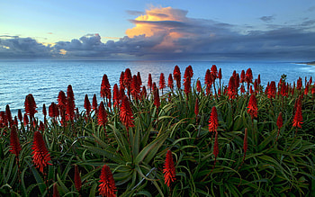 Landscape, Flowers, Sea HD wallpaper
