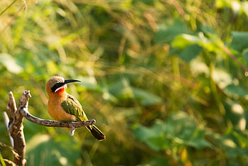 White-fronted Bee-eater, Animal, bee-eater HD wallpaper