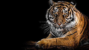 Tiger Portrait HD wallpaper