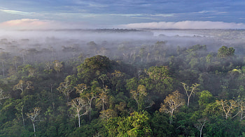 Amazon Rainforest, Peru, nature, forest HD wallpaper