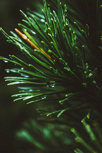 Needle, Drops, Macro, Branch, Fir, Spruce HD phone wallpaper