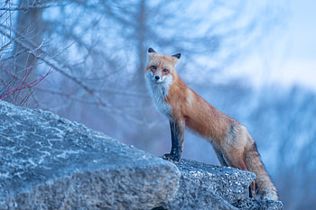Animal, fox HD wallpaper