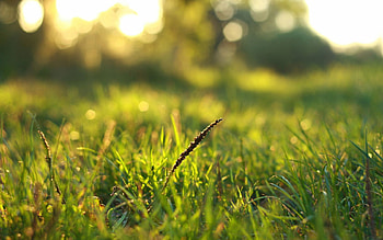 Grass, Macro, Shine, Light, Dew HD wallpaper
