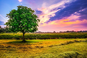 Chestnut Tree, Paddock scene, Rustic charm, Nature's retreat HD wallpaper