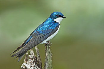 Blue swallow, Swallow HD wallpaper
