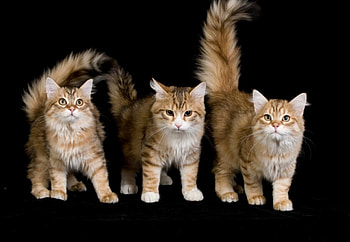 Kittens, animal, kitten, cat, pet HD wallpaper