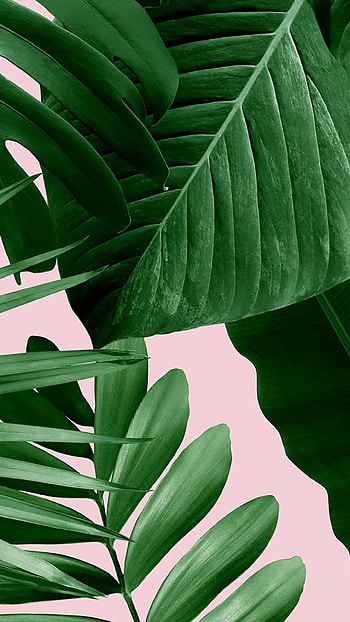 Green Aesthetic, Adorable Plant HD phone wallpaper
