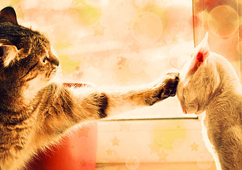 Blessing, cats, cute, animals HD wallpaper