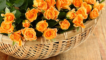 roses basket, basket, roses, yellow, flower HD wallpaper