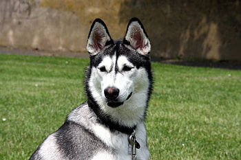 Animals, Grass, Dog, Muzzle, Spotty, Spotted, Husky HD wallpaper