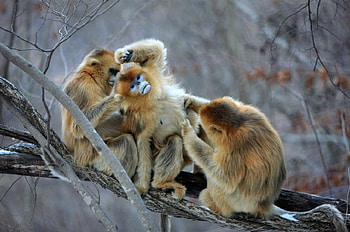 Keep still, I am trying to get it off you!, golden monks, white facea, group, grooming, tree limb, china HD wallpaper