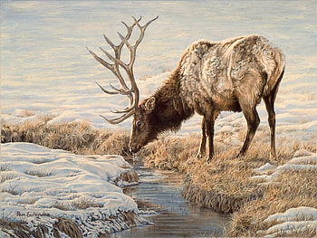 Reflection, river, draw, deer HD wallpaper