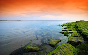 Nature, Lake, Evening, Moss HD wallpaper