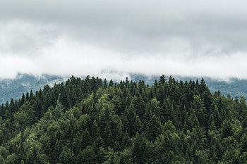 Nature, Trees, Clouds, Top, Fog, Tops HD wallpaper