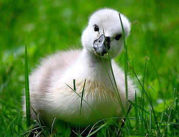 White Duck, cool, duck, white HD wallpaper