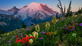 Cascade Range, Washington, Mount Rainier, flowers, blossoms, landscape, trees, sky, usa HD wallpaper