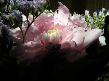 Pink in the Shadows, summer, pink, flower, pink flower, nature, blossom HD wallpaper
