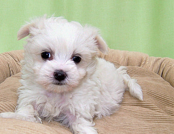 Animals, Dog, Curly, Puppy HD wallpaper
