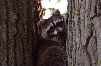 Cute raccoon, Curious creature, Forest dweller, Masked bandit HD wallpaper