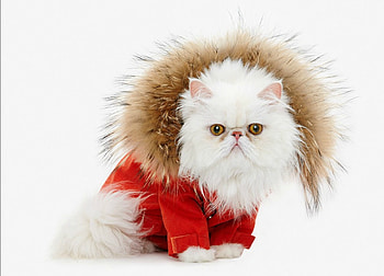 Cat, pisica, winter, fur, white, craciun, christmas, red HD wallpaper