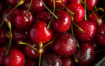 Captivating cherries, Stunning cherry backgrounds, Cherries in full bloom, heaven HD wallpaper
