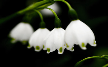 Flowers, Bluebells, Lily Of The Valley, Close-Up, Spring HD wallpaper