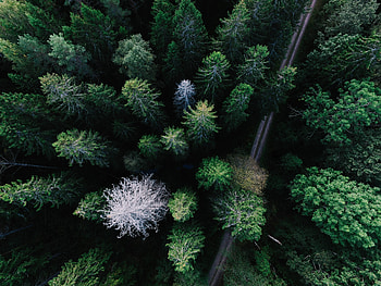 Nature, Trees, View From Above, Road HD wallpaper