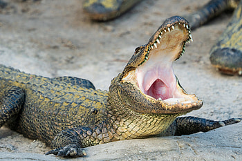 Jaws, Alligators HD wallpaper